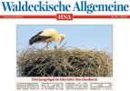 HNA: Drei Jungvögel im Edertaler Storchenhorst